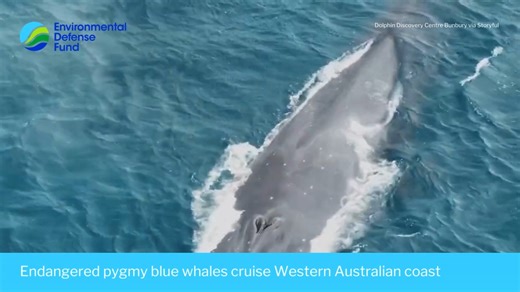 🐳 🐳 🐳 A drone flying off the Western Australian coast recorded footage of rare pygmy blue whales recently, as the gentle giants made their way through Geographe Bay. Footage by Alex Grossmann of Dolphin Discovery Centre Bunbury shows three of the endangered animals swimming close to the coastline on their migration route through Geographe Bay. “Seeing one of these huge majestic animals is a mind-blowing sight, but three at the same time took even our breath away,” Grossmann said online. “What