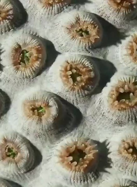 Symbiotic Relationship with corals and zooxanthellae #zooxanthellae #coral #sps #symbioticrelationship #coralreef #feeding #zooplankton #phytoplankton #nearth #nearthsgp #nearthsingapore #nearthsg #nearthintl #nearthinternational