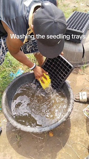 Essential Steps for Washing Tomato Seedling Trays