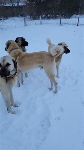 Avec leurs poils d'hiver on se rends compte des différentes couleurs du sable chez le berger d'anatolie et du gris loup pour Lagertha 🥰🥰🥰 Un poil dense et soyeux lié a leurs alimentation à 95% constitué de poisson et carcasse de poulet et 5 % croquette | Jallifier Steph