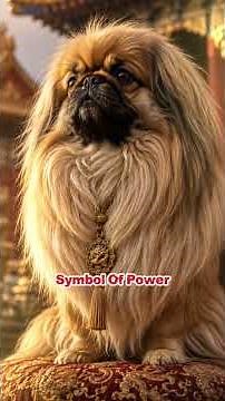 PEKINGESE - The Imperial Lion Dog That Almost Vanished Forever