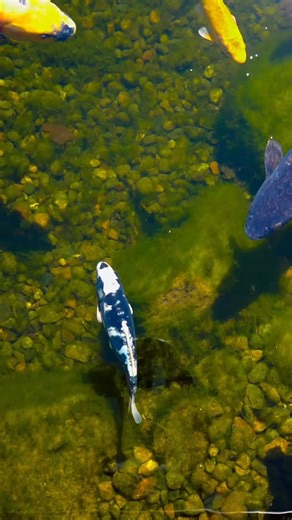 894 reactions · 28 shares | Which is your favorite?  Koi fish come in so many different shades and patterns, there is one for everyone to enjoy! #iowa #desmoines #waterfall #pond #koifish #outdoorliving #JustAddWater #iowawaterscapes #justaddwateria | just add water | Facebook