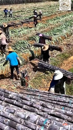 Why Chinese Farmers Bury Perfectly Good Sugarcane Underground? #facts