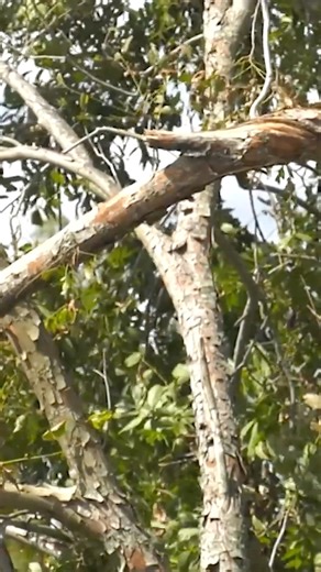Downed trees don't just mean a loss of this year's pecan crop; it can mean a loss of future income for the next 15 years. Hurricane Helene may have torn through Georgia last September, but the state’s pecan growers are still figuring out how to deal with the losses from the damage. | Farm Monitor
