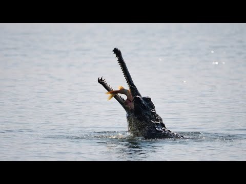 Gharial hunting and eating fish in Chambal River