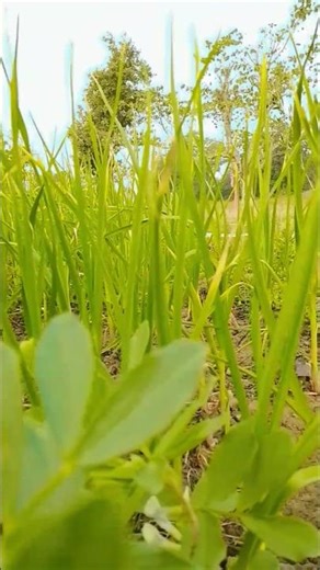 Allium sativum cloves🌾kisan ka fasal#shortsvideo#kisanandolan#viral