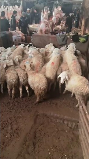 Inside the sheep slaughter house in china 👀