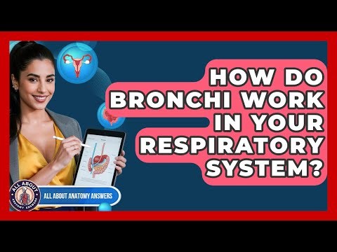 How Do Bronchi Work In Your Respiratory System? - All About Anatomy Answers