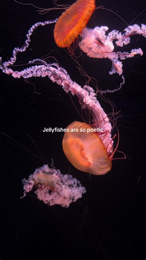 Exploring the Poetic Beauty of Jellyfish