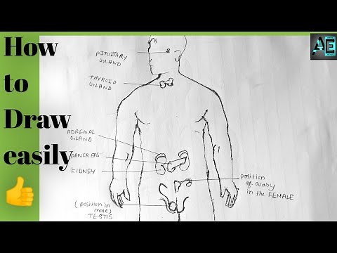 How to draw human endocrine glands labelled diagram | Endocrine glands labelled diagram