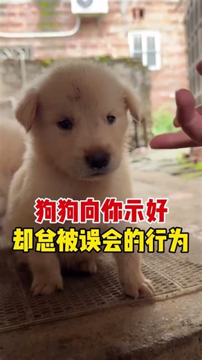 Your dog's attempts to show affection are often misunderstood! #Pets #ScientificPetRaisingTips #C...