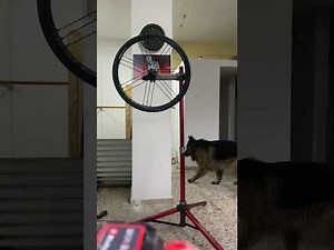 Campagnolo shamal (no freehub rolling test) Liquid speed S:4