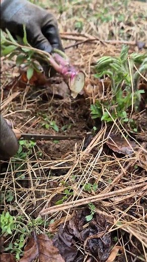 How to Harvest Delicious Aralia Shoots, Aralia Shoots