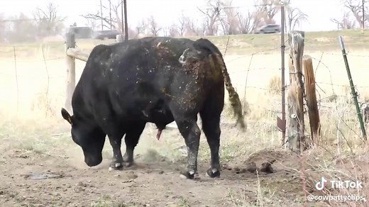 When you’re #overweight bull has #diarrhea 😂 #diarrheapie #CowPooping #bullpooping #FunnyCow #Pooping #AnimalsPooping #Bullshit #🐂 #🐂🐂🐂🐂🐂🐂🐂🐂🐂🐂 #bull