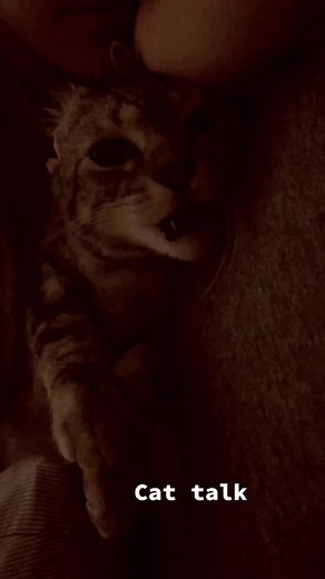 #dolcetalk #cattalk #meow #baby#love