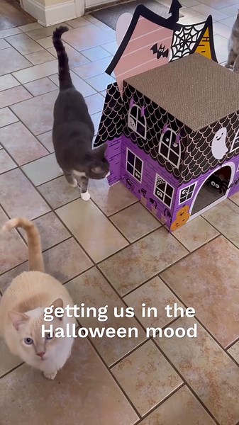 Haunted Cat House for Halloween