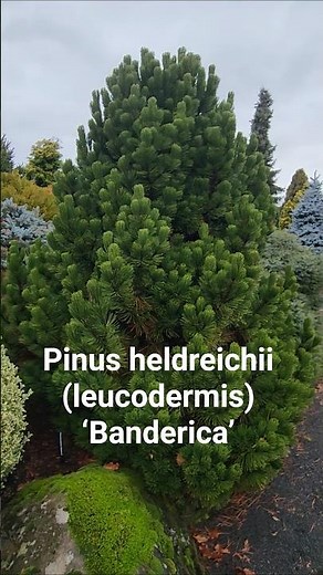 Pinus heldreichii (leucodermis) ‘Banderica’ #gardening #conifer #dwarfconifers #landscaping