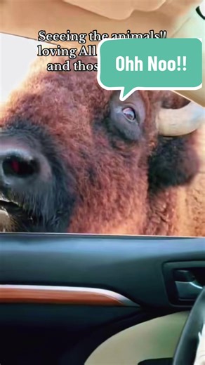 The smell and the drool were overwhelming!! 🦬 #buffalo #ok #oklahoma #lol #fyp
