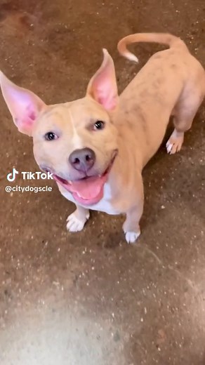 Adopt Skedaddle at City Dogs in Cleveland, Ohio!