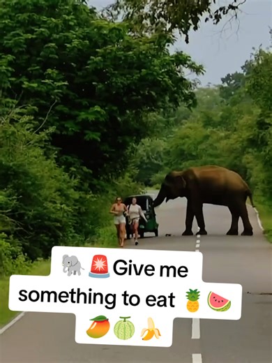 Wild Elephants: Feeding Tips and Insights