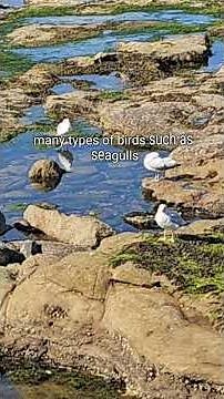 Seagulls