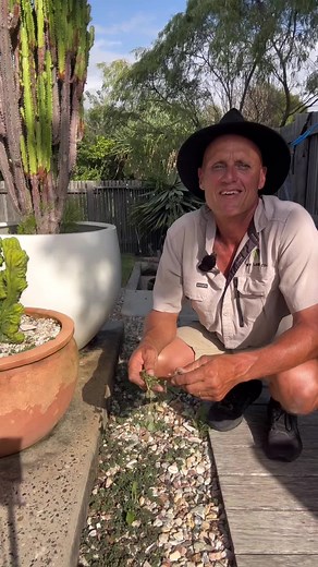 Effective Weed Control for Spotted Spurge and Purslane