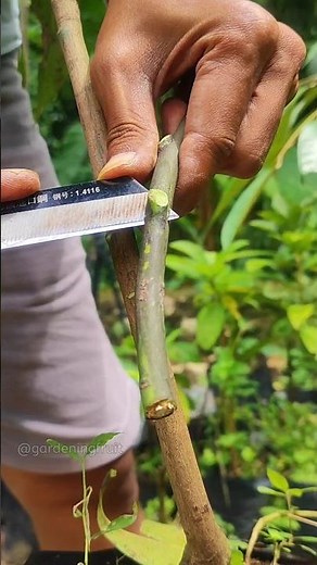 budding Method #graftingtechniques