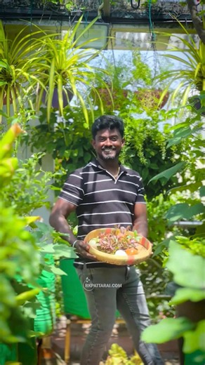 😍ஒரே செடிலயே இவ்ளோ கத்தரிக்காய் காய்க்குமா !!! 😱அசத்தல் அறுவடை #garden #gardening #food #farming
