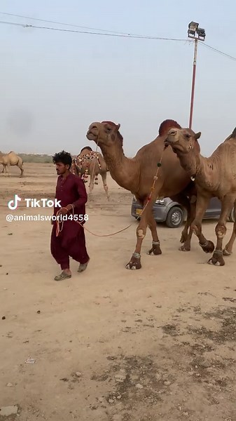 animalsworld on TikTok