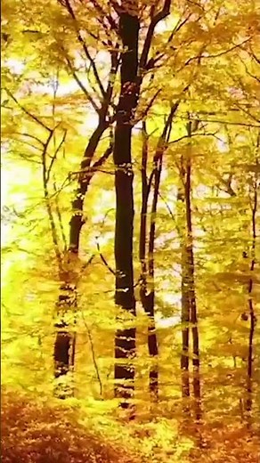 Relax in Autumn #autumn #fallfoliage #celtic #celticmusic #timjanis