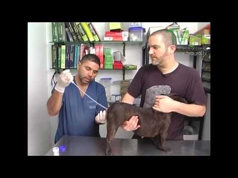 Proceso y cuidado en la inseminación artificial en caninos - TvAgro por Juan Gonzalo Angel