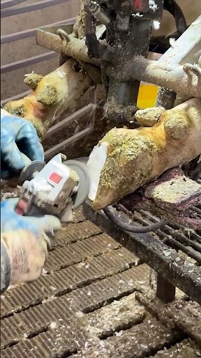 🐄✂️ Professional Hoof Trimming Basics – The Key to Pain-Free Cows