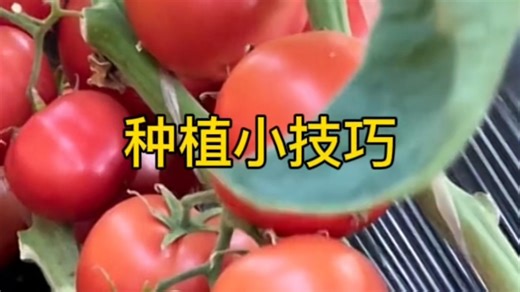 这些种植小技巧，学到就是赚到