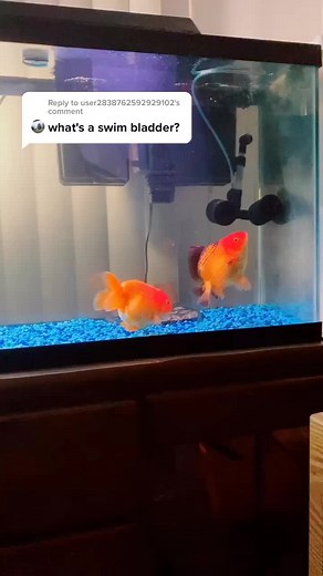 Reply to @user2838762592929102 Hope this answers your question! #fish #goldfish #fishtank #water