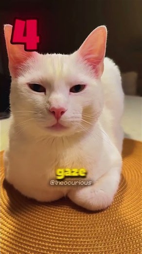 4 signs your cat is about to cause trouble!😲
