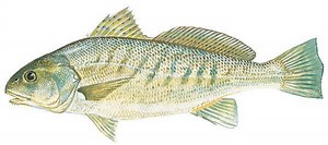 Atlantic croaker - Alchetron, The Free Social Encyclopedia
