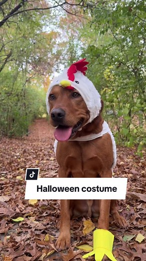 Dog Chicken Costume Ideas for Happy Halloween