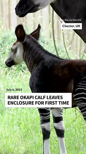 Okapi Calf's First Adventure at Chester Zoo