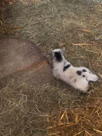 What Bad Intentions Could a Little Lamb Have? #cutefarmanimal #cute #animals #beautifullgoats