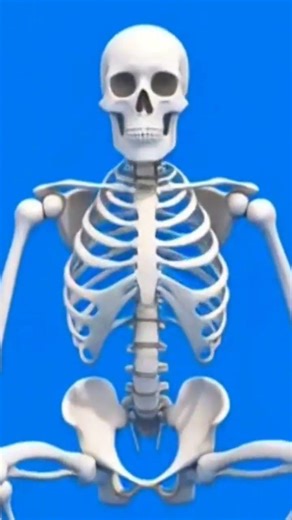 “Human Body Ka Structure Aur Workout – Skeleton Animati