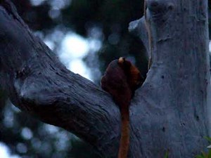 Red Giant Flying Squirrel