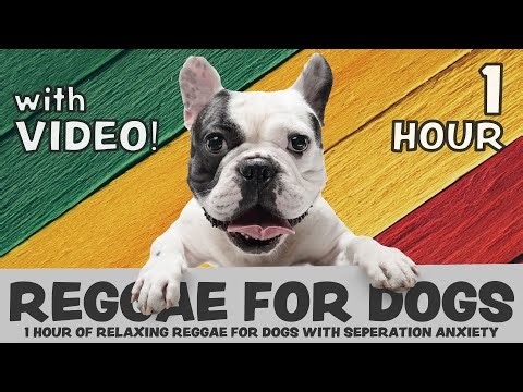 SCIENTIFICALLY PROVEN: 1 Hour of calming Reggae music for dogs with separation anxiety, with video