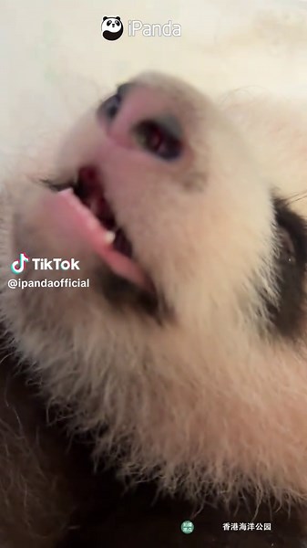 Exploring the Adorable Baby Teeth of Panda Cubs