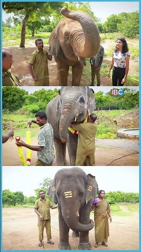 சாப்பாடு TIME வந்தா கத்த ஆரம்பிச்சிடுவாங்க! | Vandalur Zoo Elephants | Vinayagar Chathurthi #shorts