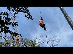 Tree Removal (using a crane)