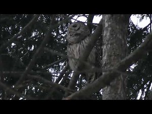 Barred Owl Hooting Calls in Central Park New York City - Barry the Cute Owl