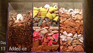 Worm Bin: 100-day time-lapse