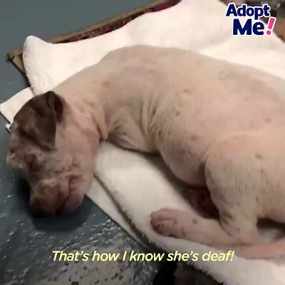 11M views · 244K reactions | Adopting this deaf dog will be someone's best decision ever ❤️️ | The Dodo | Facebook
