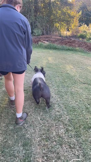 19K views · 209 reactions | Buckle Bunny X Backdrop X Never Before!!! Wow what a GILT!!!勞勞勞勞勞勞勞勞領領領領領領領領領領領領領領裡裡裡裡裡裡裡裡裡裡裡裡裡裡!!! Mom’s video posted in the comments!!OYE, San Antonio or San Angelo even Texas Elite!! SOLD!!! | Hankins Show Pigs | Facebook