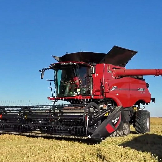Is this the rice 🌾 they're harvesting here with that big combine harvester 🚜? #combineharvester #bigmachines #harvesttime | Big Machines
